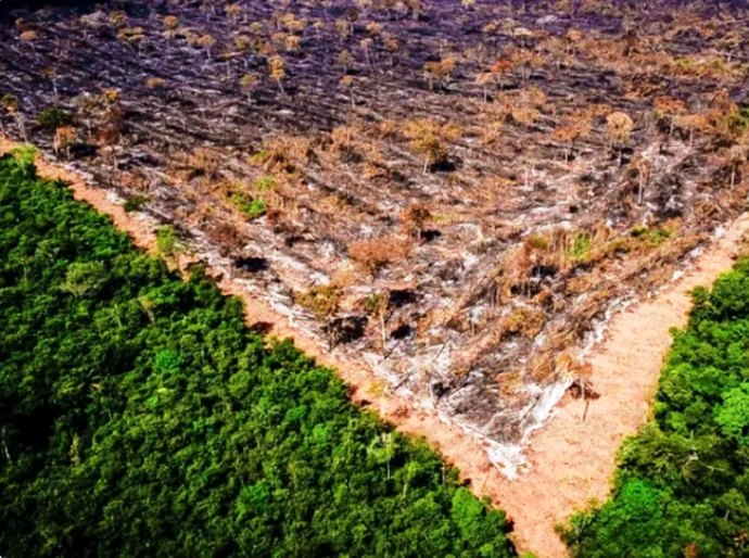 Investigações por desmatamentos atingem meio milhão de hectares