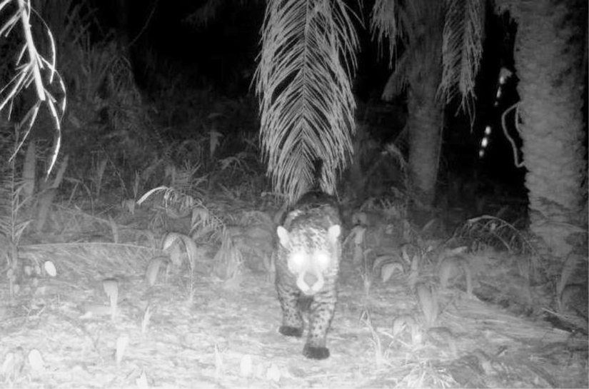 Sema/MT monitora animais silvestres da Estrada Parque Transpantaneira com câmeras acionadas por movimento