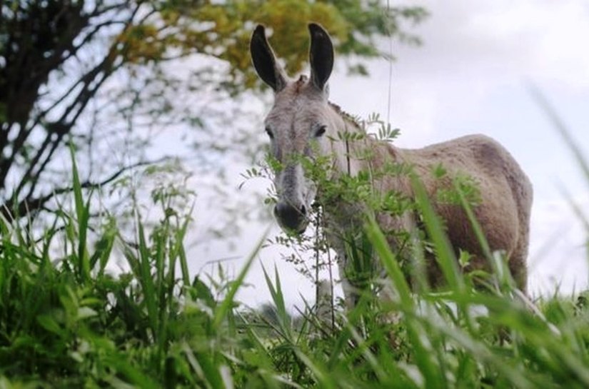 'É como matar um cão': o polêmico abate de jegues no Nordeste para produção de remédio na China