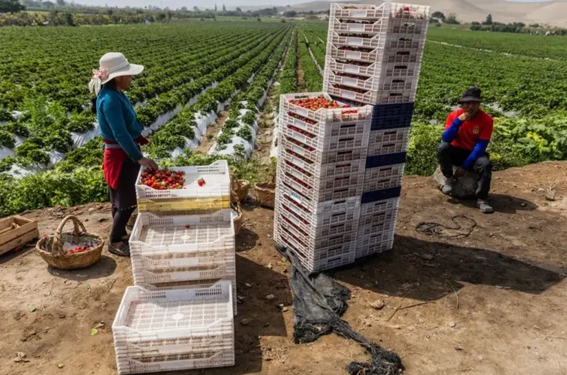 Como Peru transformou um dos desertos mais áridos do mundo em um centro de produção de alimentos