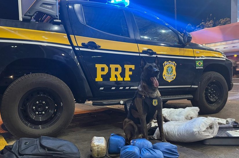Cão farejador ajuda PRF a apreender mais de 18 kg de Skunk em ônibus interestadual em Rondonópolis, MT