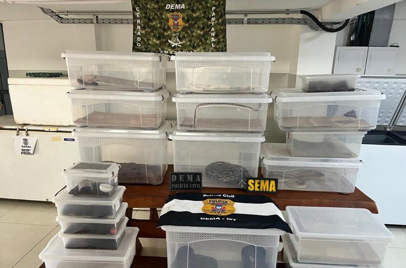 Polícia Civil deflagra operação contra manutenção irregular de animais silvestres e exóticos