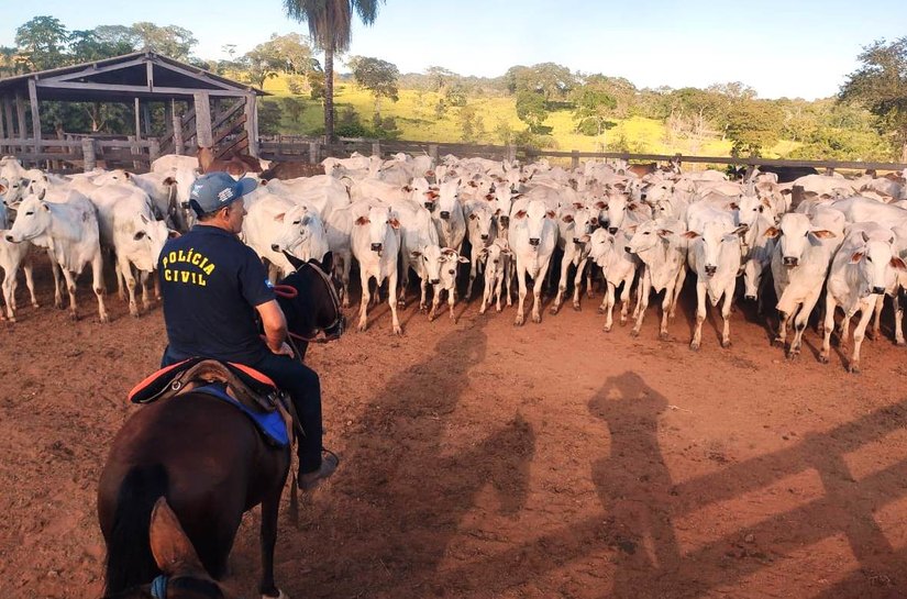 Polícia prende ladrão de gado e recupera 58 cabeças furtadas em MT