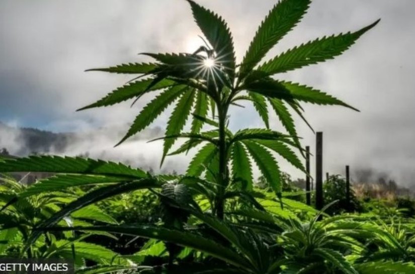 EUA: Por que legalização da maconha está em votação em Estados tradicionalmente conservadores