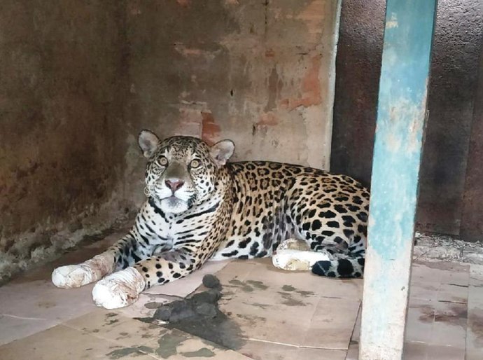 Policiais ambientais tentam salvar animais feridos no incêndio que consome o Pantanal