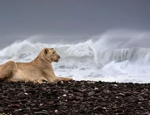 As incríveis imagens de leões que abandonaram deserto para caçar na praia