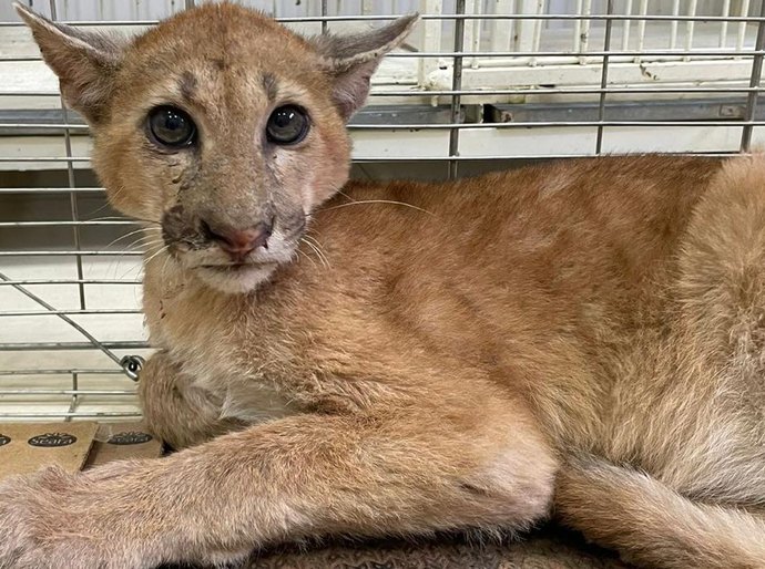 Sema-MT acompanha onça-parda atropelada na MT-358 e orienta sobre o que fazer em caso de acidentes com animais silvestres