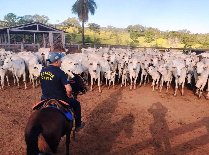 Segurança Pública atua de forma conjunta para coibir furto de gado na região do Araguaia
