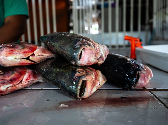Prazo para vendedores participarem da Feira Peixe Santo termina terça-feira,17