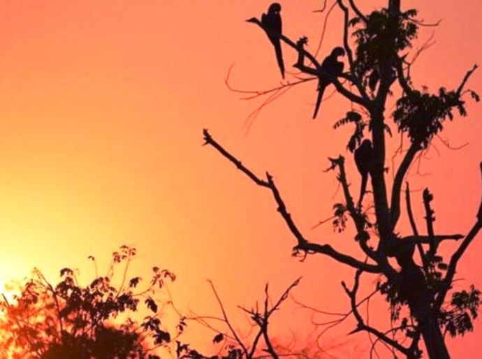 Queimadas no Pantanal: avanço do fogo ameaça santuário de araras azuis