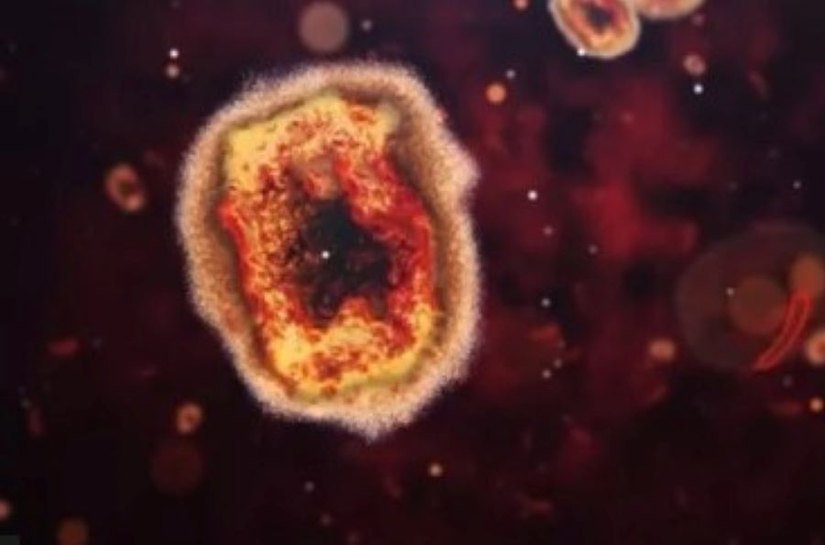Monkeypox: o que caso de varíola dos macacos em cachorro pode significar para o futuro da doença