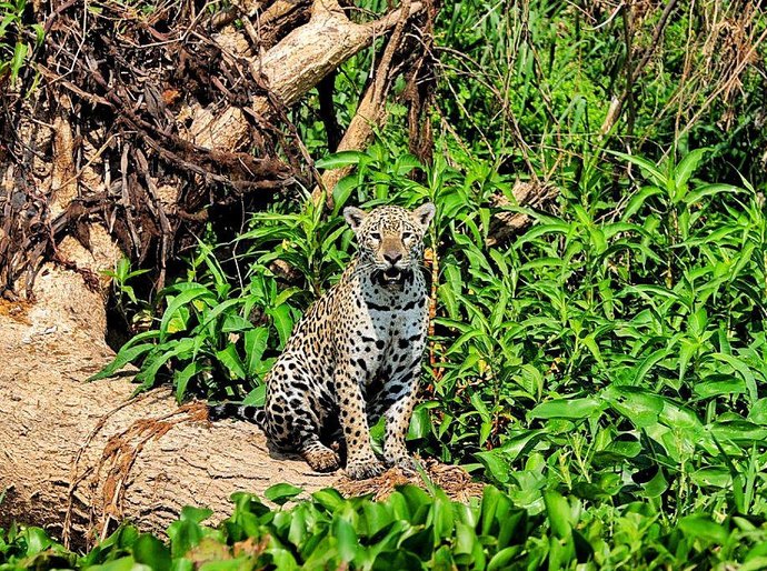 Mauro Mendes assina parceria para o documentário sobre família de onças no Pantanal