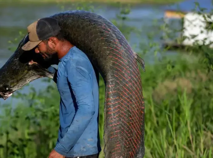Pele de peixe gigante da Amazônia vira bolsa de luxo, mas ganho não chega a pescadores