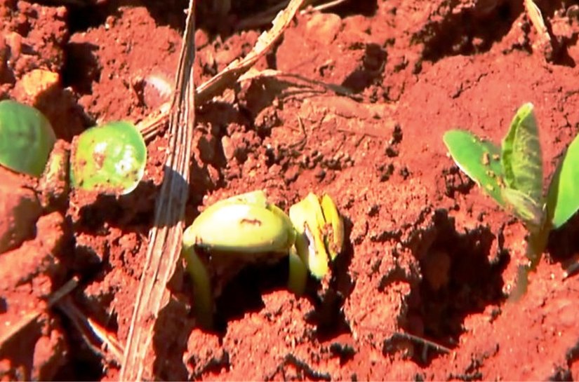 Seca gera prejuízos para os produtores de soja em Mato Grosso