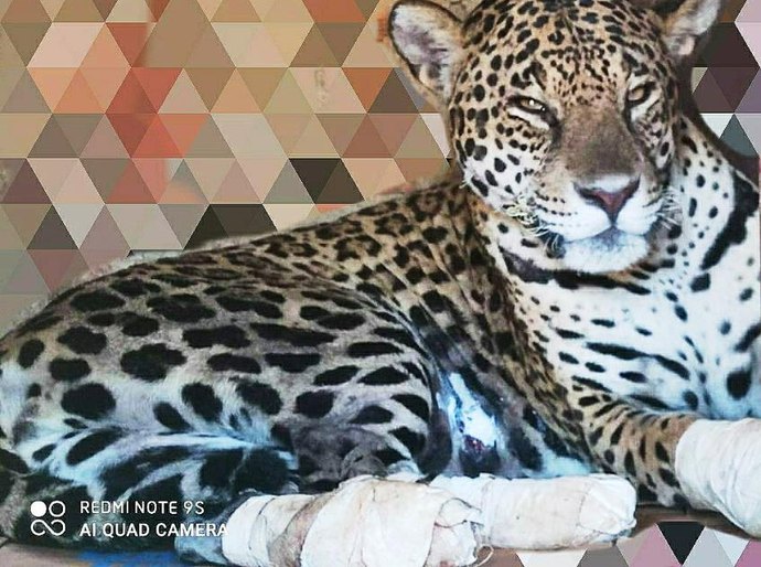 Onça resgatada durante incêndios no Pantanal tem melhora