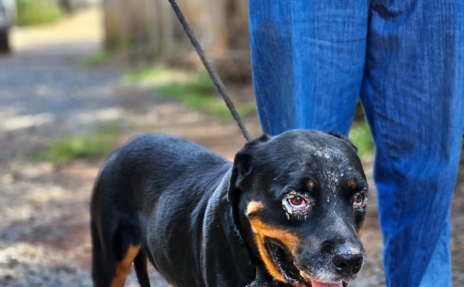 Dia Nacional dos Animais é celebrado com feira de adoção e ações de conscientização em Cuiabá