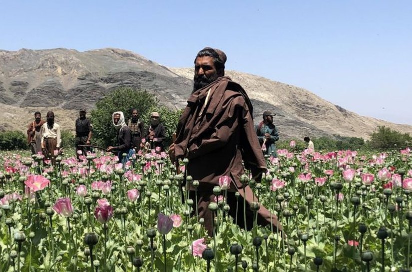 Fuzis em campos de papoula: por dentro da guerra às drogas do Talebã no Afeganistão