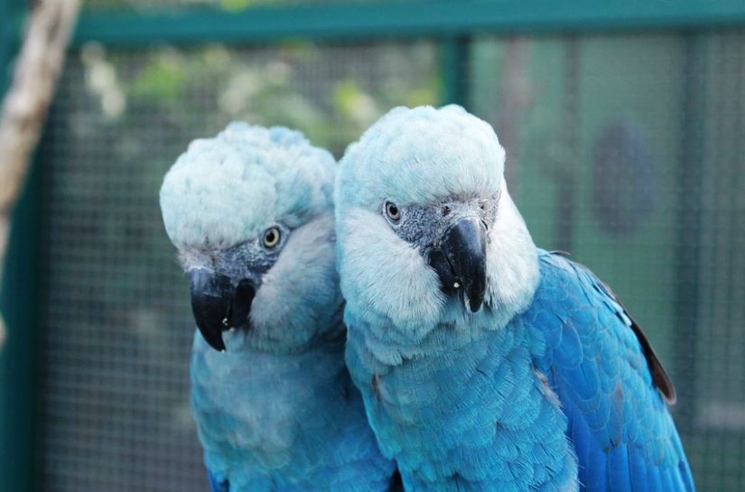 Ararinhas-azuis são soltas na natureza 20 anos depois de extinção