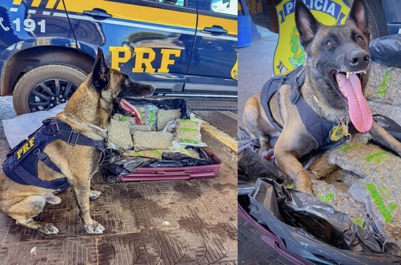 PRF apreende 11 kg de skunk em ônibus interestadual na BR-364 em Rondonópolis,MT