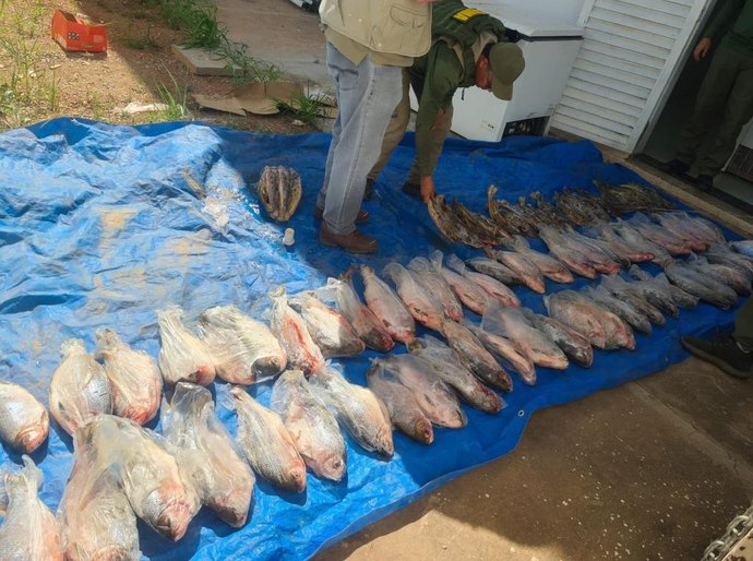 Operação contra esquema de comercialização ilegal de pescado na Feira do Porto resulta em R$400 mil em multa