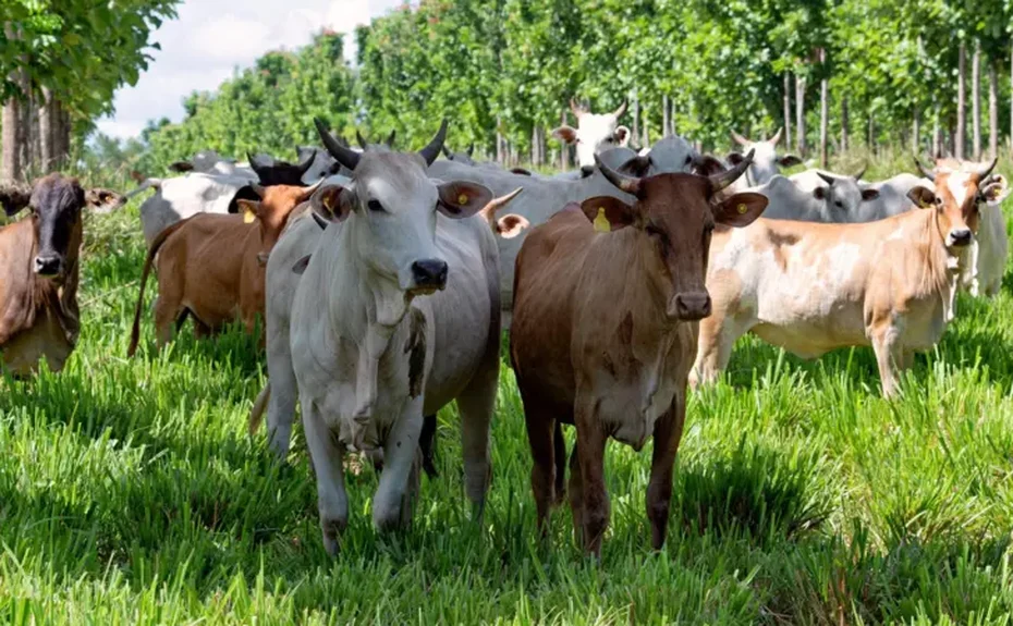 As 'supervacas' que fizeram do Brasil o maior exportador de carne do mundo