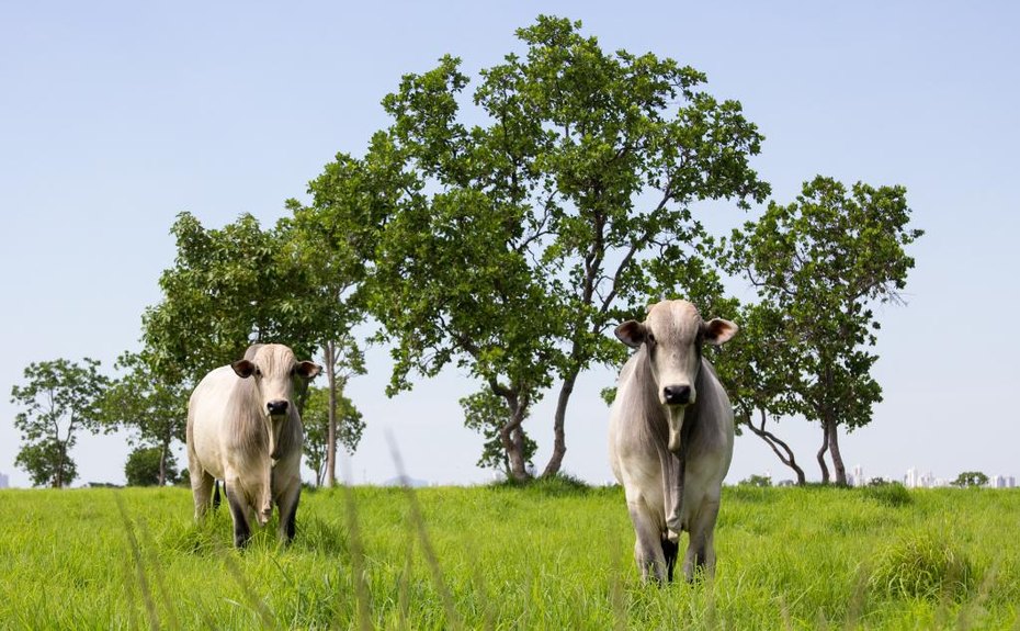 Mato Grosso lidera abate de bovinos no país e amplia participação nas exportações em 2025