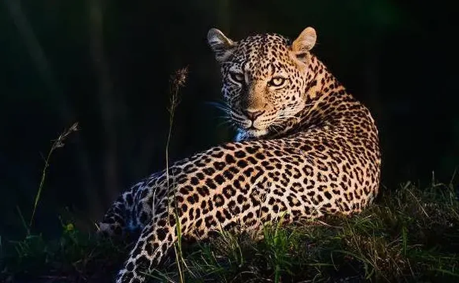 Como fascínio do matemático Alan Turing por manchas de leopardos o fez resolver um enigma