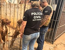 Polícia Civil prende tutora de cães pitbull encontrados em situação de maus-tratos