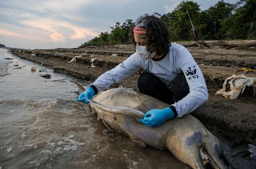 Mais de uma centena de botos mortos: as imagens que mostram o drama na seca da Amazônia