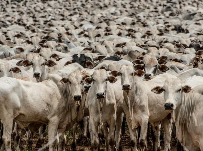 Mato Grosso será reconhecido internacionalmente com certificação inédita de zona livre da febre aftosa sem vacinação