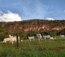 Mato Grosso fecha 2025 com 31,6 milhões de bovinos, aponta Indea