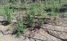 PM desarticula a 70ª invasão de terra e apreende plantação com 5 mil pés de maconha em Luciara
