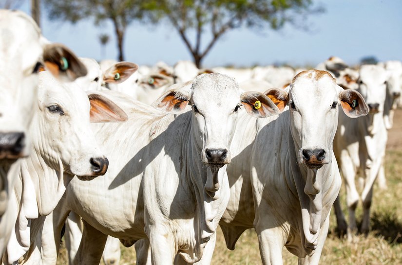 Mato Grosso possui 34,1 milhões de cabeças de gado e é o maior produtor do Brasil