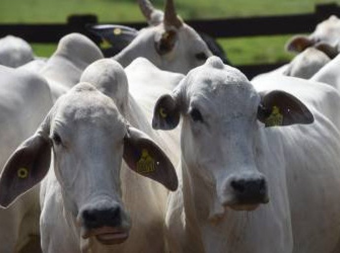 Brasil tem 9 vezes mais gado e galinha do que gente; mapa mostra quantos são na sua cidade