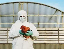 Gripe aviária: quais os sintomas em humanos e o risco de levar à morte