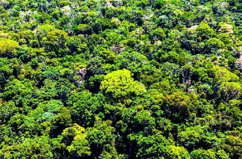 Mato Grosso aplicou R$ 500 milhões em multas por crimes contra a floresta em 2020, diz governo