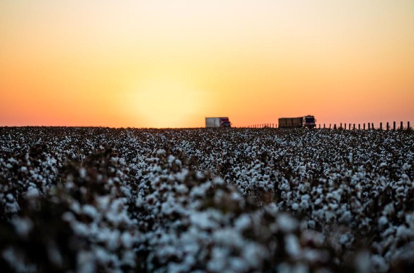 Plantio atinge 3,61% da área plantada em MT