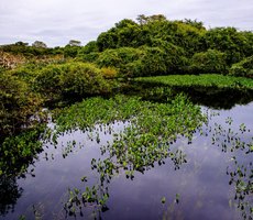 Sema participa de seminário nacional com palestras sobre o Pantanal