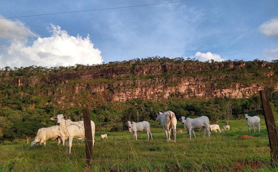 Mato Grosso fecha 2025 com 31,6 milhões de bovinos, aponta Indea