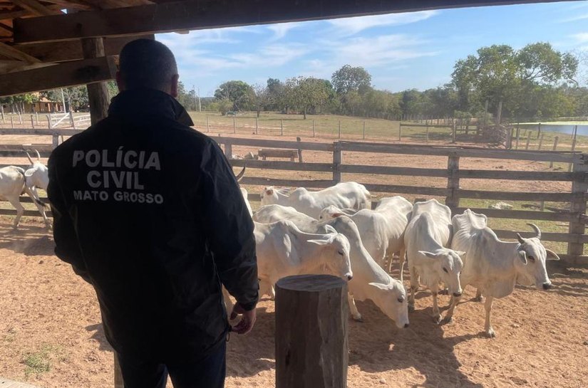 Polícia faz operação para apurar roubo de 90 cabeças de gado em fazenda em Cuiabá
