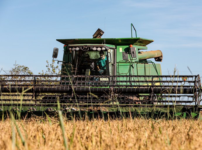 Mato Grosso lidera produção nacional de arroz de sequeiro, aponta Anuário Brasileiro do Arroz 2025