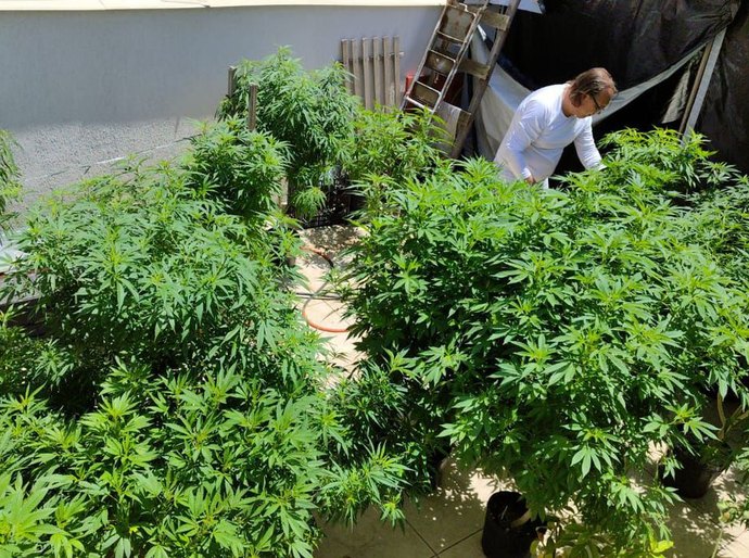 Anvisa proíbe importação de cannabis in natura e partes da planta
