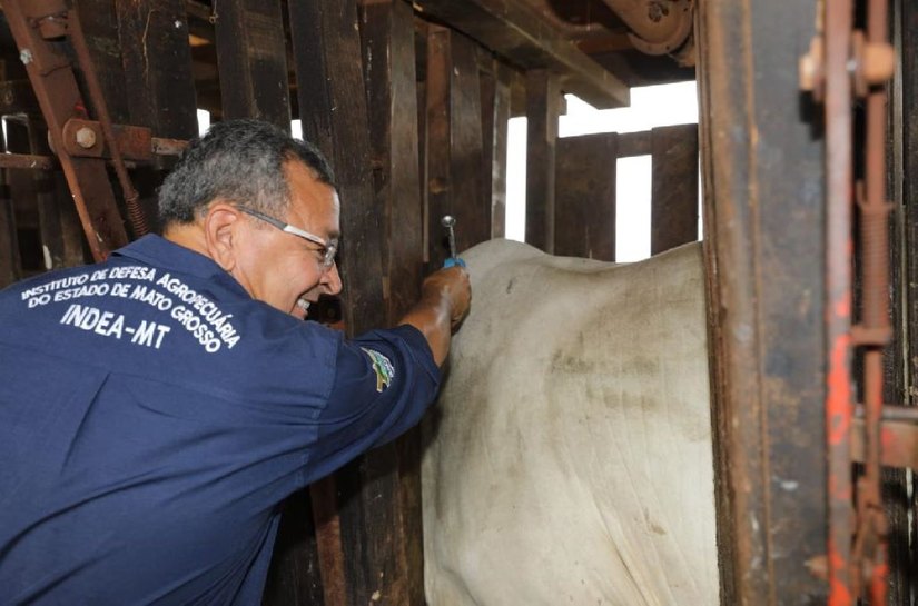 Mato Grosso encerra vacinação contra febre aftosa após 30 anos de imunização