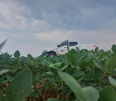 Vazio sanitário da soja já está em vigência em Mato Grosso