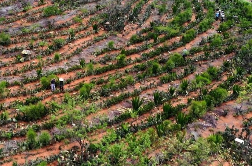 Agricultores transformam deserto em floresta no Semiárido