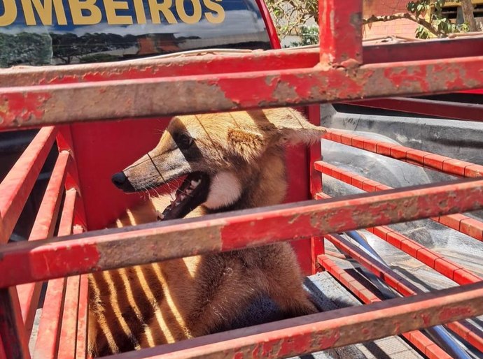 Corpo de Bombeiros resgata lobo-guará que ficou preso em restaurante em Jaciara