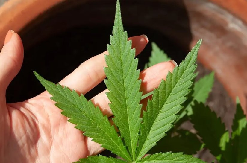 Decisão do STF sobre porte de maconha demanda novos procedimentos