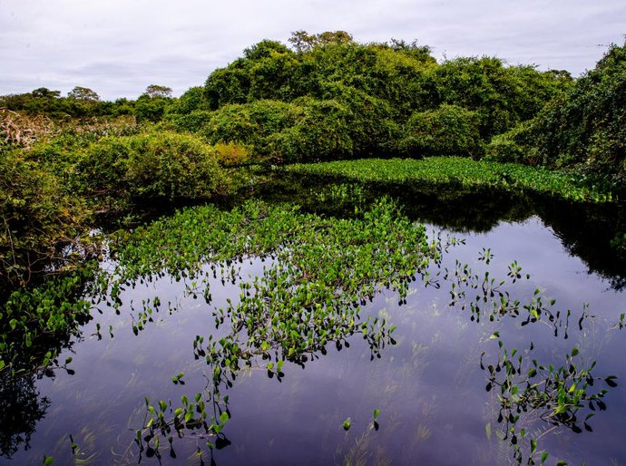 Sema participa de seminário nacional com palestras sobre o Pantanal