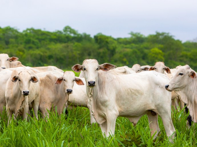 MT bate recorde histórico com abate de 627 mil cabeças de gado em maio