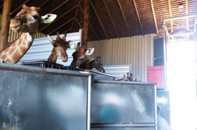 Polícia Federal prende dois homens e apreende 15 girafas em resort no Rio de Janeiro